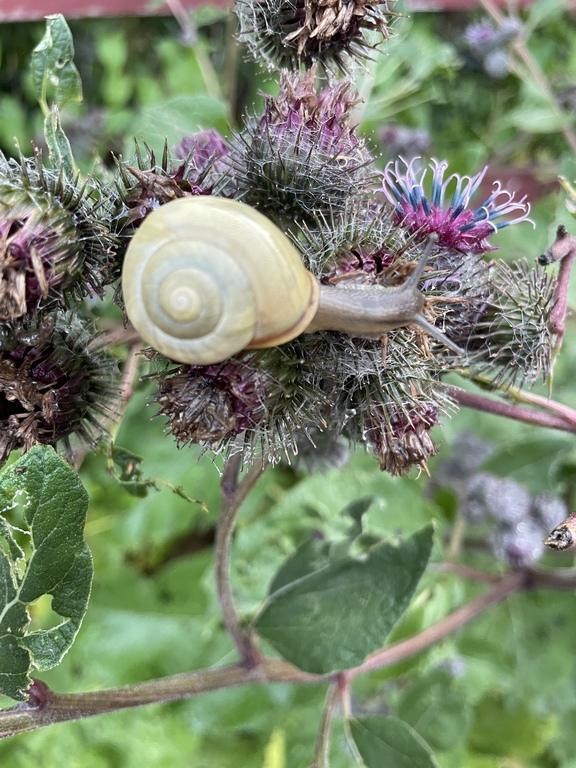 Jag älskar fotografera 