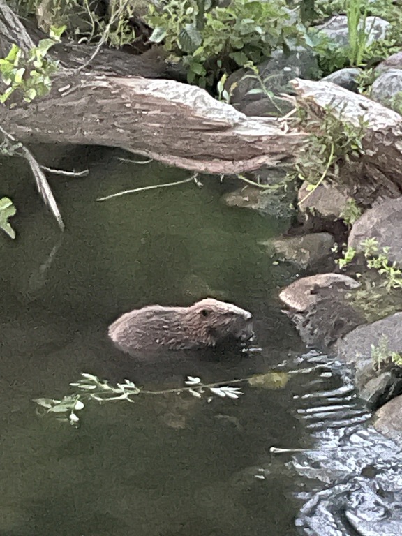 Här träffade vi på en bäver - stor som en hund 