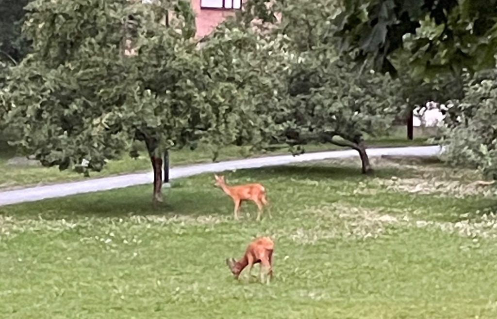 I parken bredvid där jag bor är det rikt djurliv 