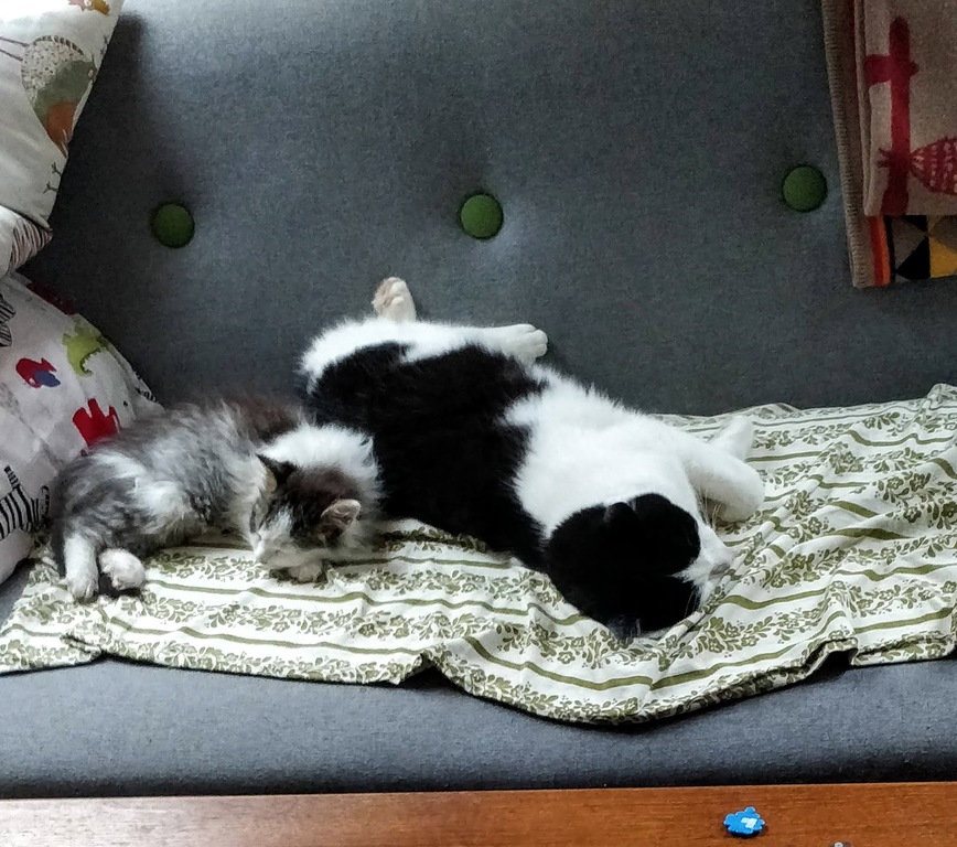 Our cats doing what they do best.