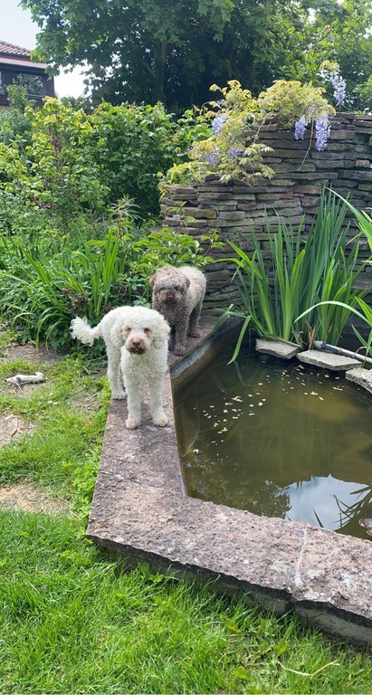 Molly and Pippi by the coi pond