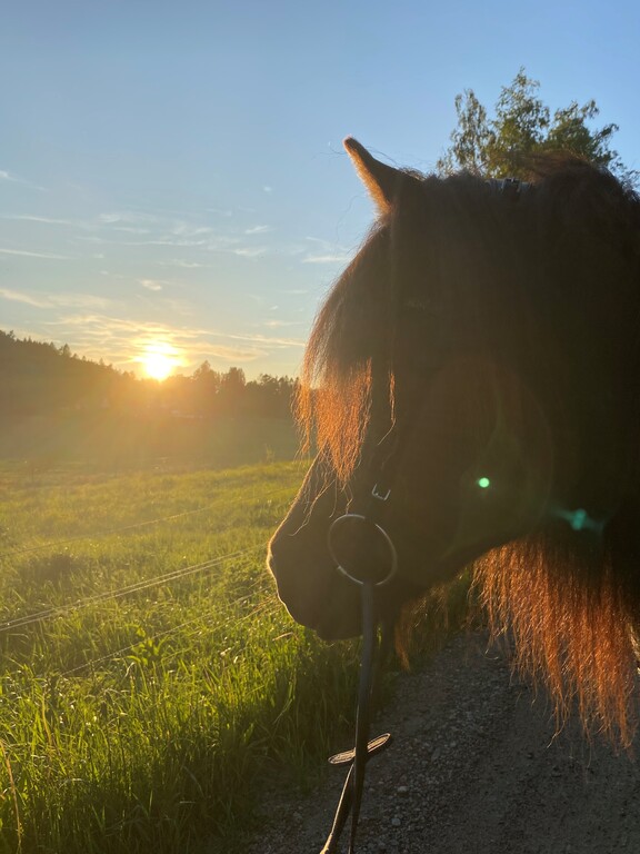Sunset ride on Icelandic horse 