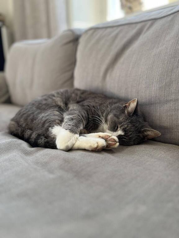 Morris doing what he likes best, taking a rest 