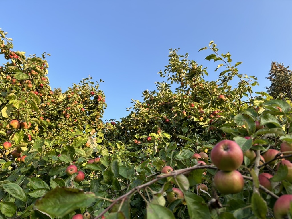 Pick your own pie... - from september to november.