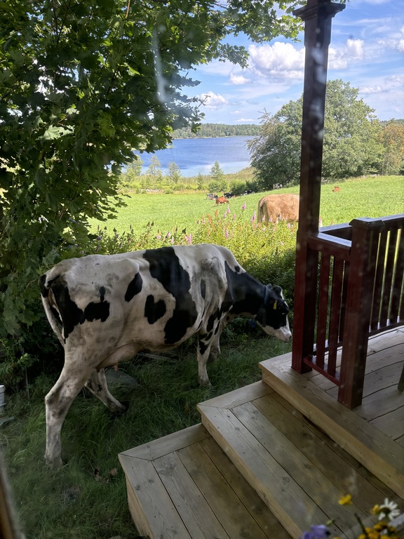 Here the farmers cow escaped and came to visit.  They came to bring the cows home after a minute or two, but fun experience.