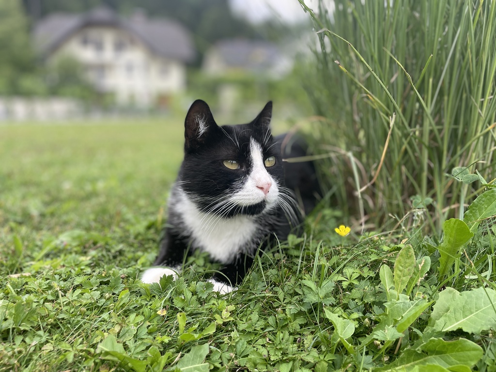 Cat Štumfek