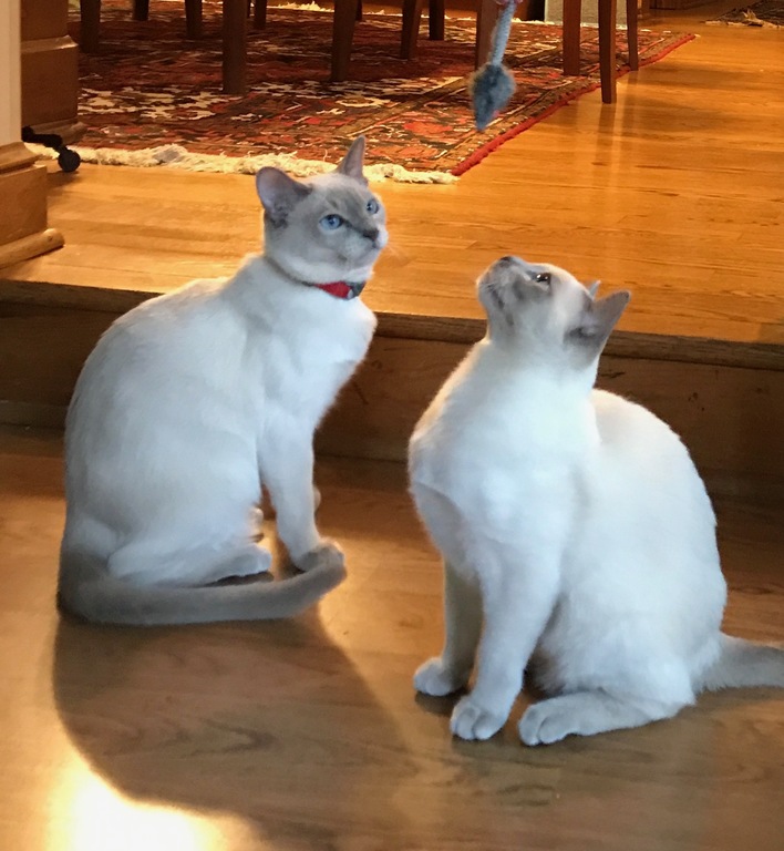 Our two cats - very friendly!  They do not go outside.