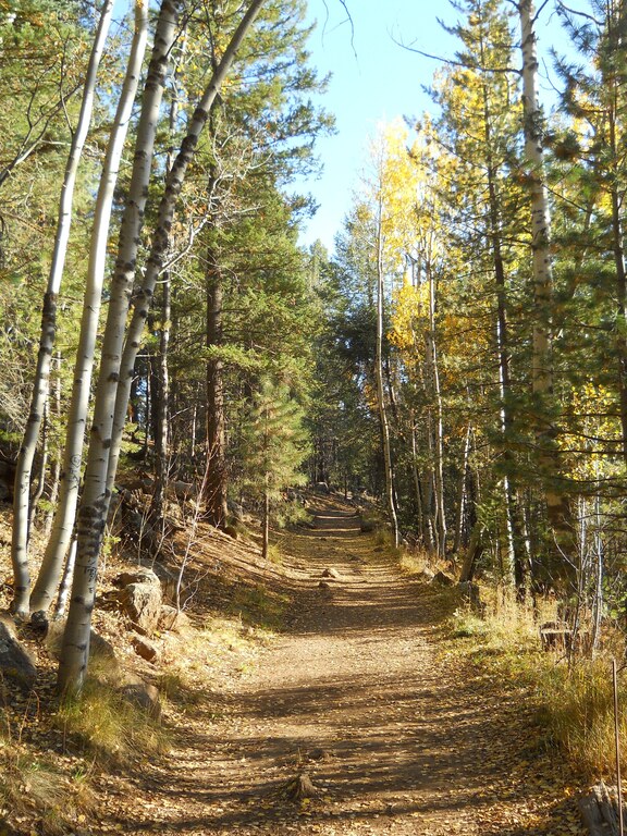 Aspen forest near Flagstaff