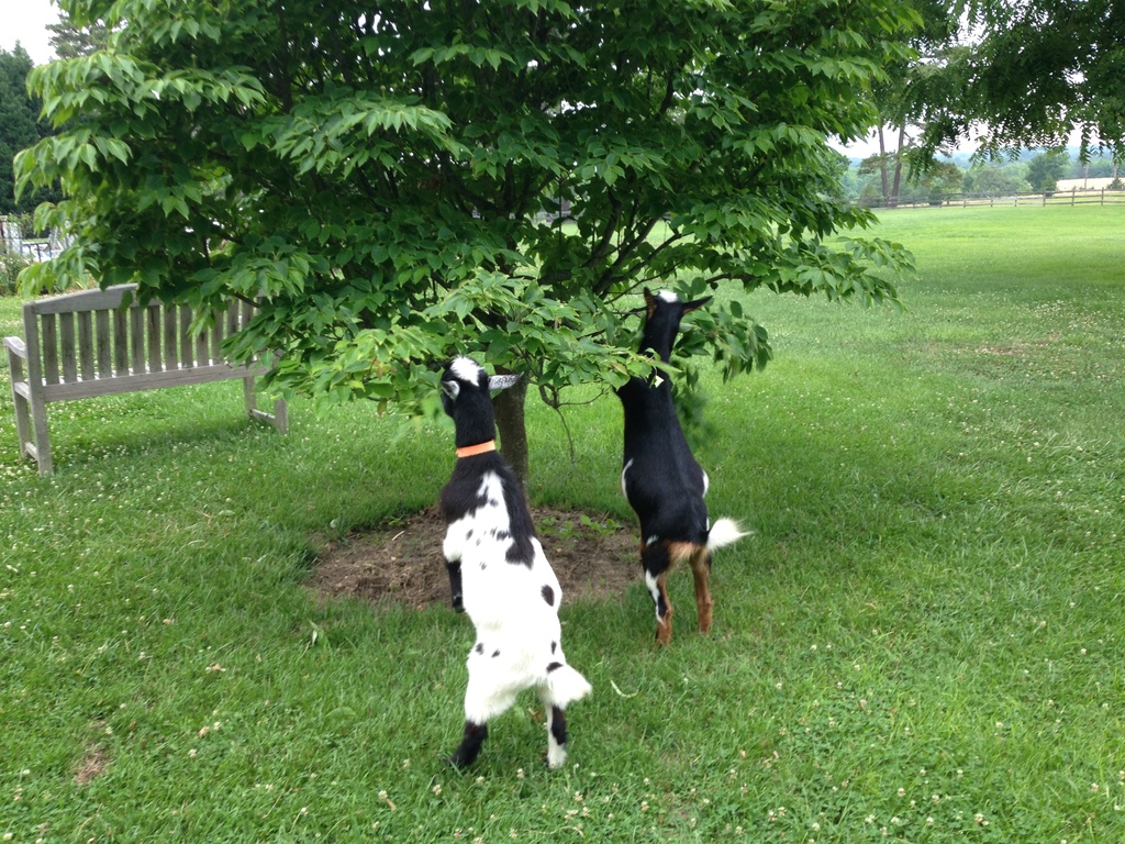 Two of our baby goats nibbling on a dogwood!