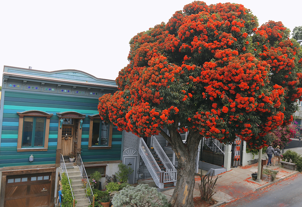 Our house and our eucalytus tree in bloom,  summertime