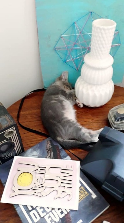 My Mother Takes Our Cat and Cares for the Cat During Exchanges - No Pets in Home During Exchange