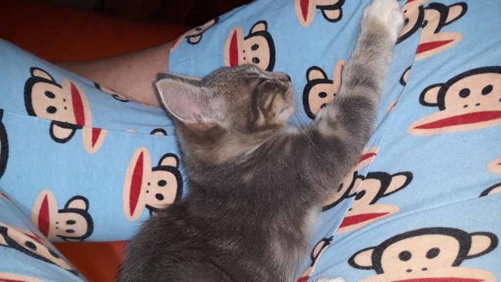 No Pets in Home During Exchange - My Mom Takes Our Cat to Her Home When We Travel