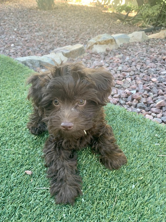 This is Scout! He is a Yorkipoo, and he was born on 08/25/21.