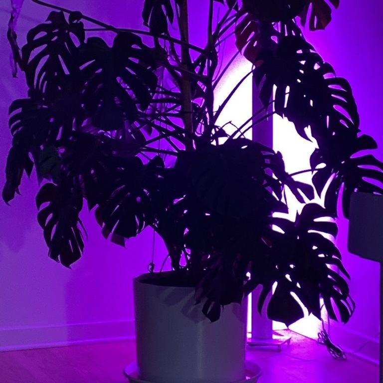 Our Monstera backlit by the color changing LED bar